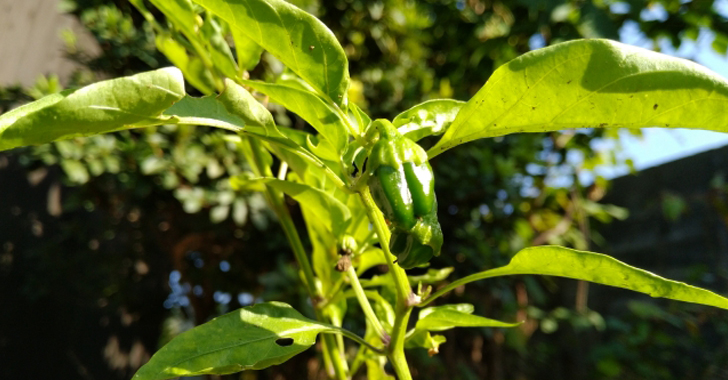 野菜の育て方 Net