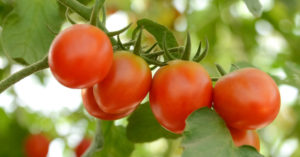 トマト（とまと）の育て方・栽培方法
