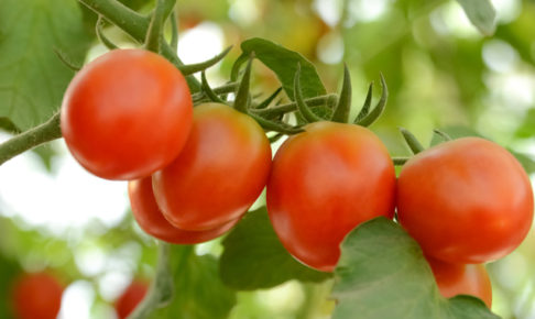 トマト（とまと）の育て方・栽培方法