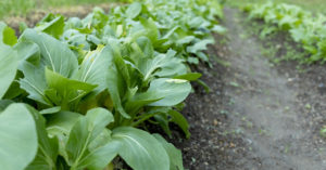 チンゲン菜に発生しやすい病気