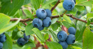ブルーベリー