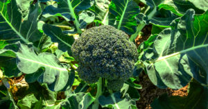 ブロッコリーの育て方・栽培方法