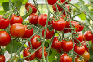ミニトマトの育て方・栽培方法