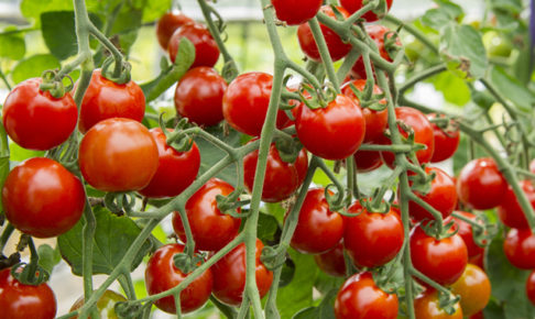 ミニトマトの育て方・栽培方法