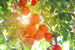トマトにあたる直射日光