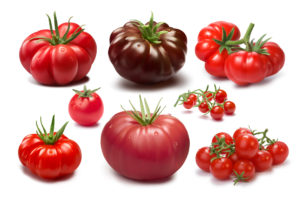 トマトの皮の柔らかい品種