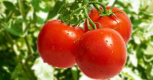 トマトを赤くする簡単な方法！