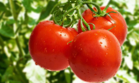 トマトを赤くする簡単な方法！