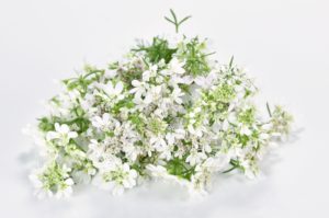 パクチーの白い花