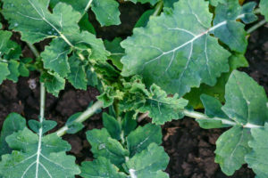 のらぼう菜の病気