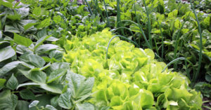 病気の野菜は食べられる？