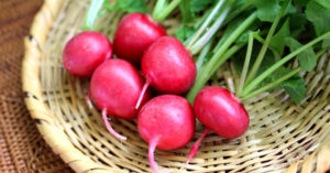 ラディッシュの育て方
