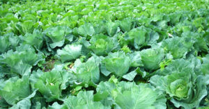 アブラナ科の野菜一覧