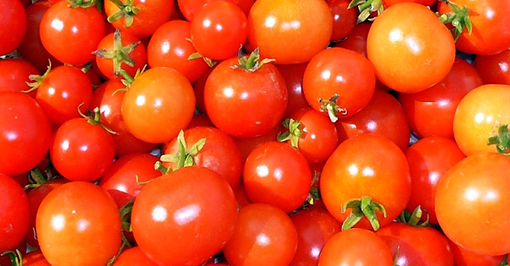 トマトの種