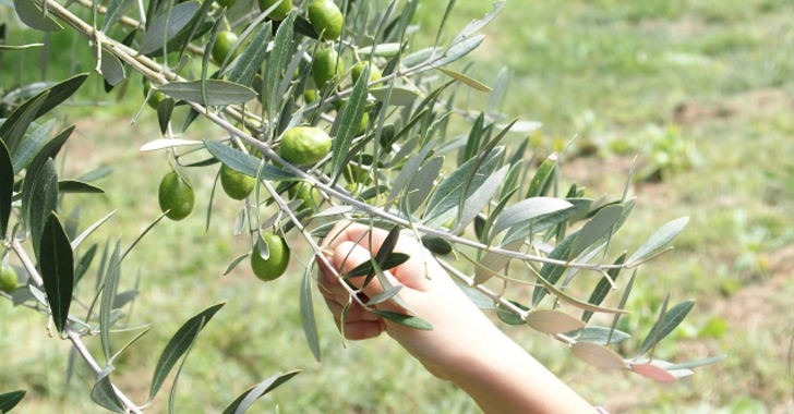 オリーブの収穫方法
