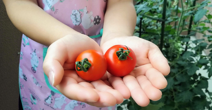 トマトの収穫する女の子