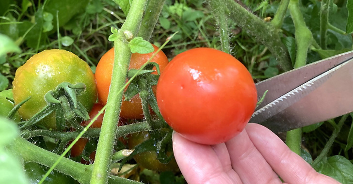 トマトの収穫方法