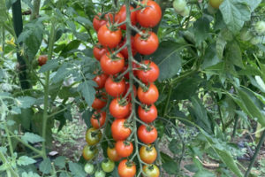 ミニトマト（プチトマト）収穫時期の見極め方は？