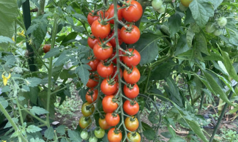 ミニトマト（プチトマト）収穫時期の見極め方は？