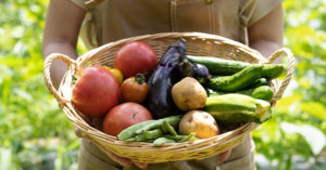 野菜をかごに収穫する女性