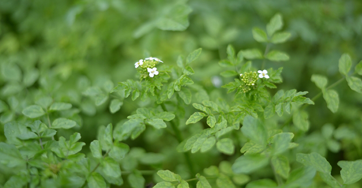 野菜の育て方 Net