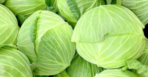 キャベツ