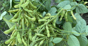 枝豆の収穫時期