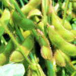 枝豆の収穫時期と収穫方法は？