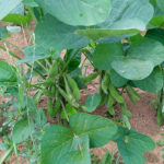畑栽培の枝豆