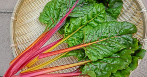 スイスチャードの収穫時期