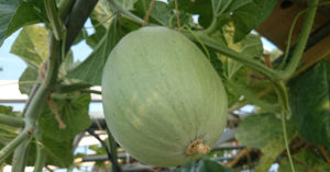 プリンスメロンの収穫時期と収穫方法は？