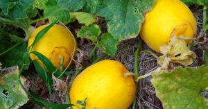 マクワウリの収穫について