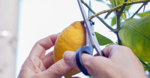 レモンの収穫方法
