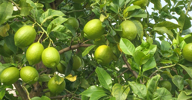 レモンの収穫時期