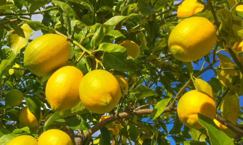 レモンの収穫時期と収穫方法は？