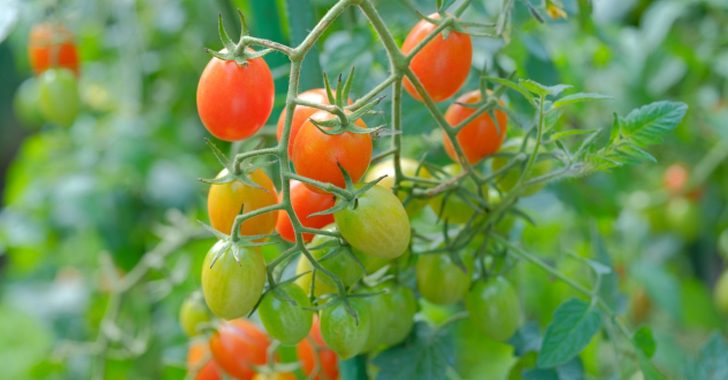 野菜の育て方 Net