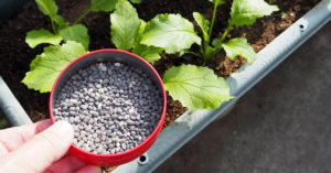ベランダの肥料の臭いを抑える方法