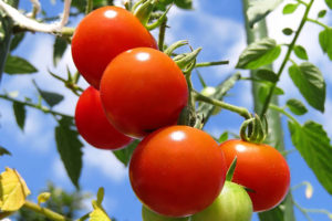 暑さに強いトマトの品種一覧