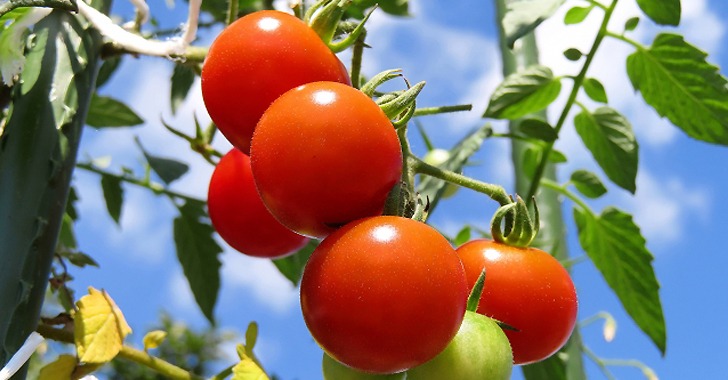 暑さに強いトマトの品種一覧
