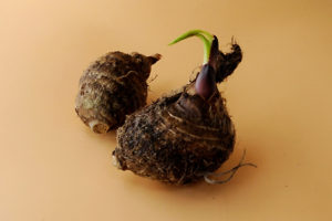 里芋の芽出し方法