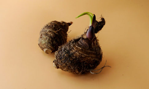 里芋の芽出し方法