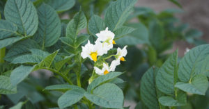 ジャガイモの白い花