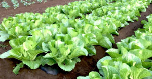 白菜の追肥（追肥のやり方・時期・回数量）