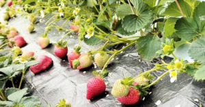 イチゴの追肥（追肥のやり方・時期・回数量）