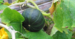 カボチャの追肥（追肥のやり方・時期・回数量）