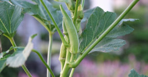 オクラの追肥（追肥のやり方・時期・回数量）