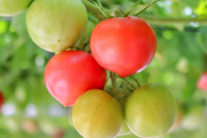 トマトの追肥（追肥のやり方・時期・回数量）