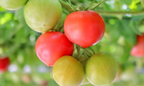 トマトの追肥（追肥のやり方・時期・回数量）
