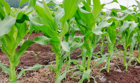 トウモロコシの追肥と土寄せ方法