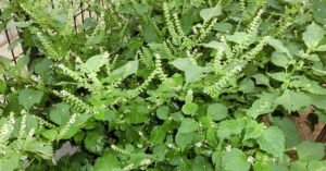 シソの追肥（追肥のやり方・時期・回数量）